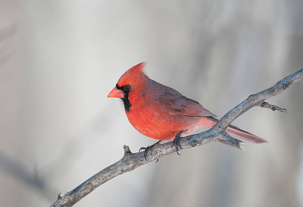 Male Cardinal stock photo