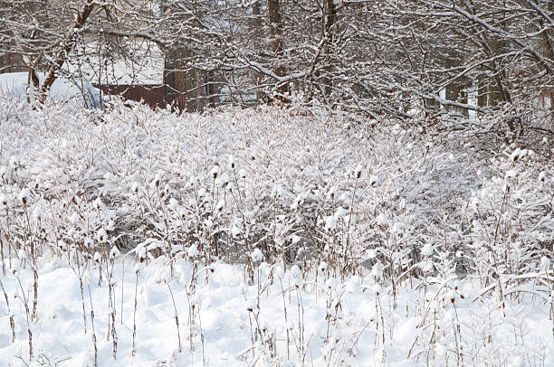 Freshly fallen Snow on the trees and bushes around an old cabin.