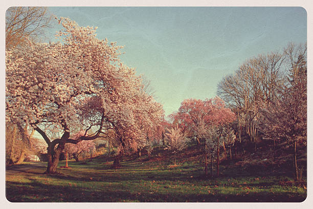 nj cherry blossoms-cartão postal vintage - cherry blossom flower head spring flower - fotografias e filmes do acervo