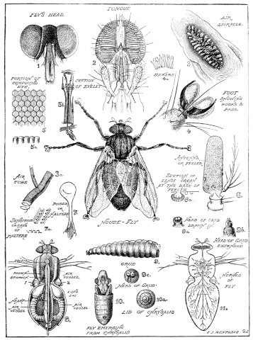 Vintage engraving of the anatomy of a fly.