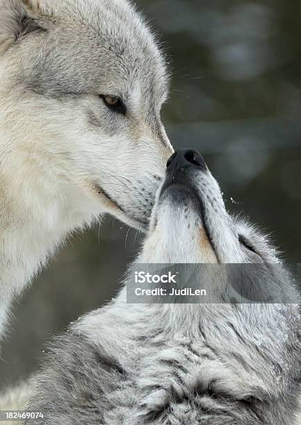 Wolf Submitting Two Wolves Interacting And Displaying Submissive Behavior Stock Photo ...