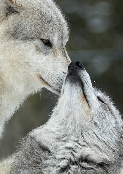 Dois wolves interagir e exibindo comportamento complacente - foto de acervo