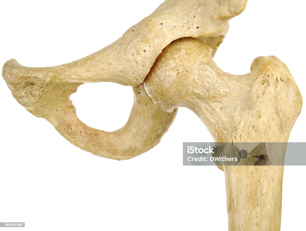 휴머니즘 엉덩관절 관절 전면도 - 로열티 프리 관절 스톡 사진