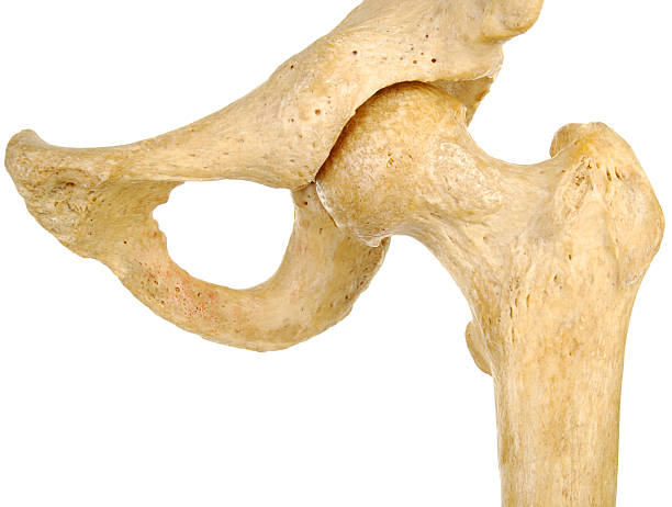 Human Hip Joint Anterior View stock photo