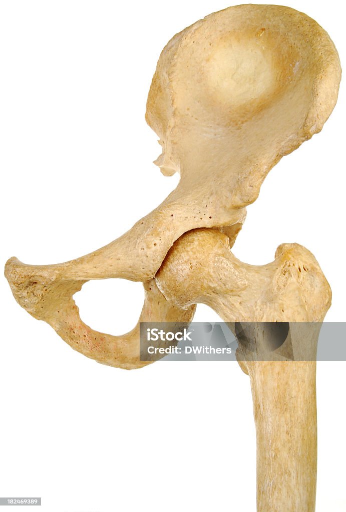 휴머니즘 엉덩관절 관절 전면도 - 로열티 프리 대퇴골 스톡 사진