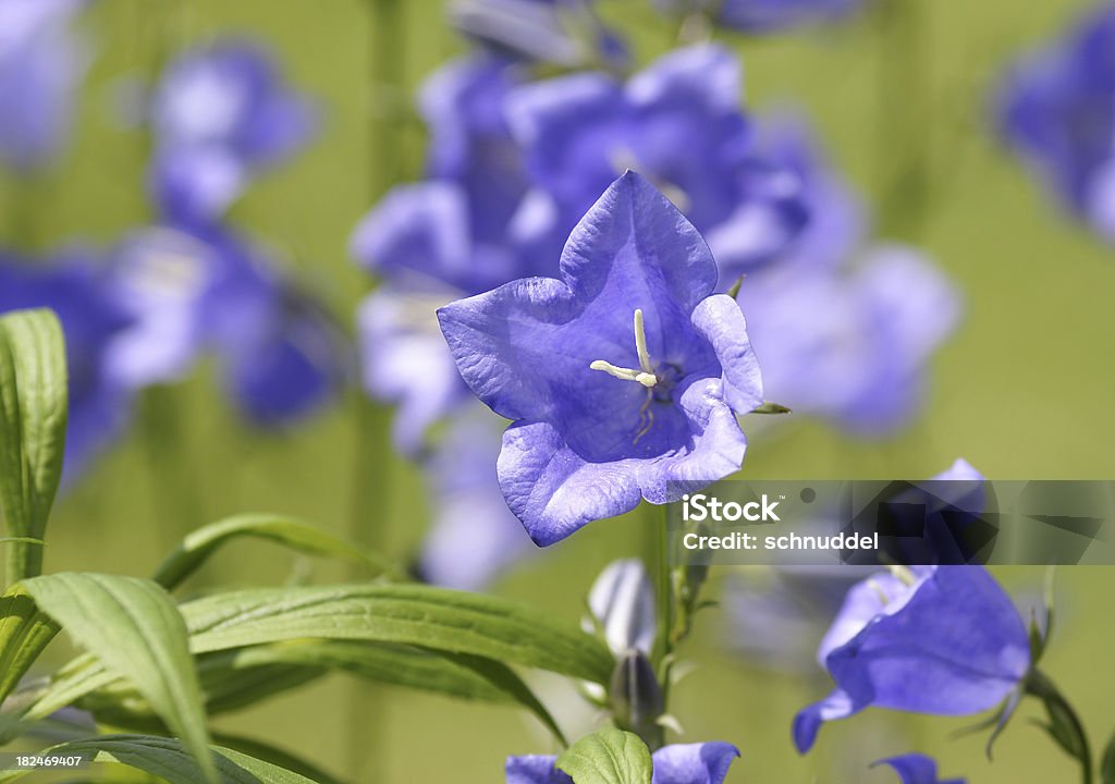 ブルー bellflowers - カンパニュラのロイヤリティフリーストックフォト