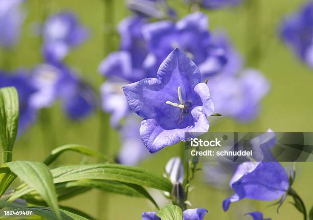 Foto de Blue Bellflowers e mais fotos de stock de Botânica - Assunto - Botânica - Assunto, Cabeça da flor, Campânula - Flor temperada