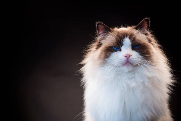 istock Beautiful young healthy Ragdoll cat on a black background. 1824694707