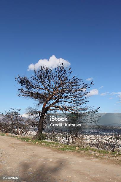Burnt Tree Stock Photo - Download Image Now - Accidents and Disasters, Back Lit, Barren