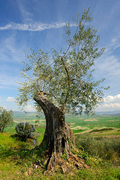 オリーブツリーアゲインスト・タスカニーの風景 - olive tree tree root old ストックフォトと画像