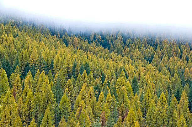Larch forest in autumn