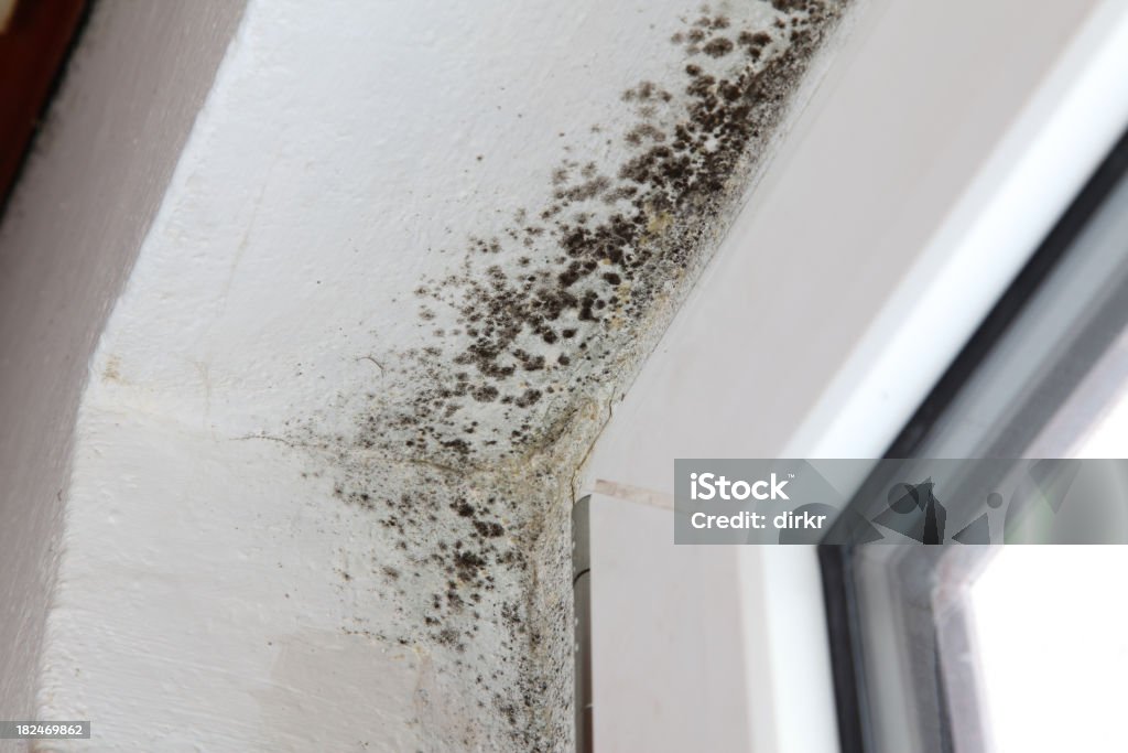 Moldy Corner Mold in a corner beside a window Fungal Mold Stock Photo