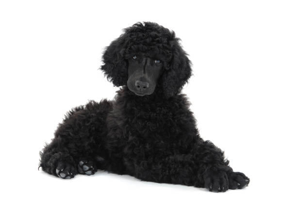 標準プードル子犬 - standard poodle ストックフォトと画像