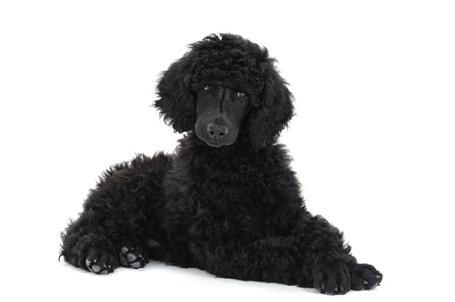 Black standard poodle puppy poses for a portrait on a white background.