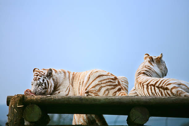 Bengal Tiger relaxing in the shade