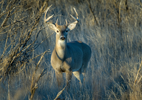Young whitetail deer looking at intruder at his home in the mesquite of Texas. The deer is the central point of interest made more prominent by the soft focus of the surrounding brush. Deer is looking directly at the photographer