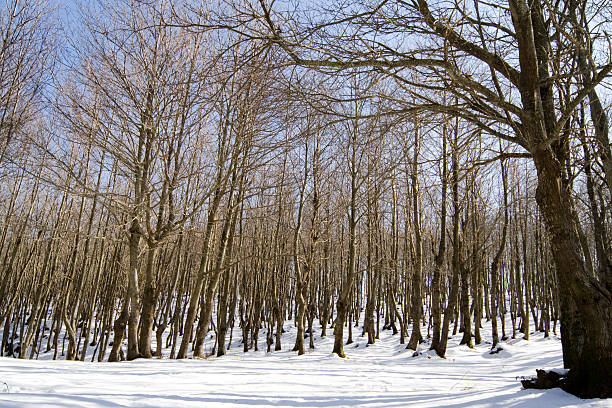 istock Wood in Winter With Snow 182470169