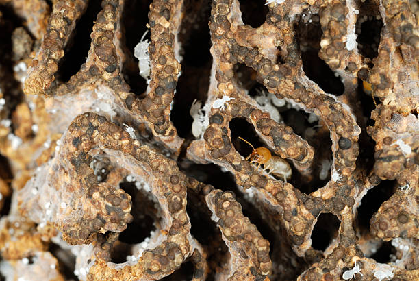 termiten in hügel - termite soil stock-fotos und bilder