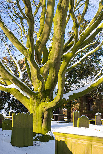 oak tree en la iglesia, de la nieve de invierno - cheshire non urban scene scenics rural scene fotografías e imágenes de stock