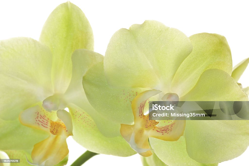 Orquídea Phalaenopsis Verde Aislado En Blanco Foto de stock y más banco de  imágenes de Blanco - Color - Blanco - Color, Color - Tipo de imagen,  Crecimiento - iStock