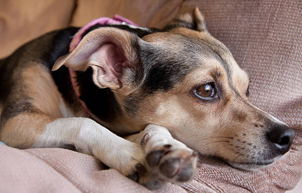 istock Dog sitting on chair 182470731