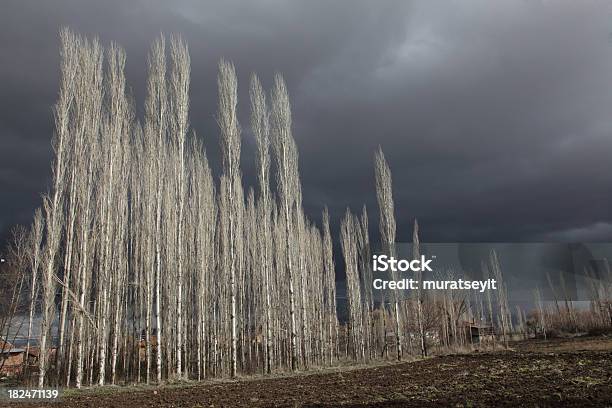 Poplars Foto de stock y más banco de imágenes de Aire libre - Aire libre, Boscaje, Bosque