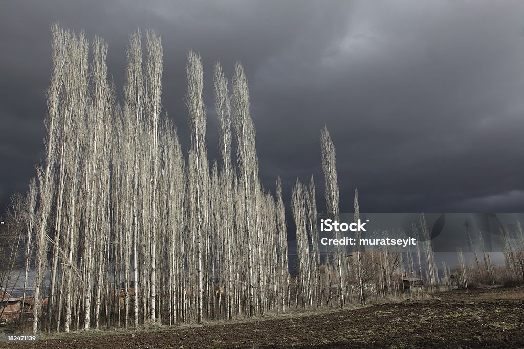 poplars - 로열티 프리 0명 스톡 사진