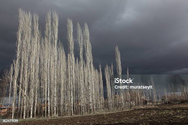 Poplars 0명에 대한 스톡 사진 및 기타 이미지 - 0명, 가을, 겨울