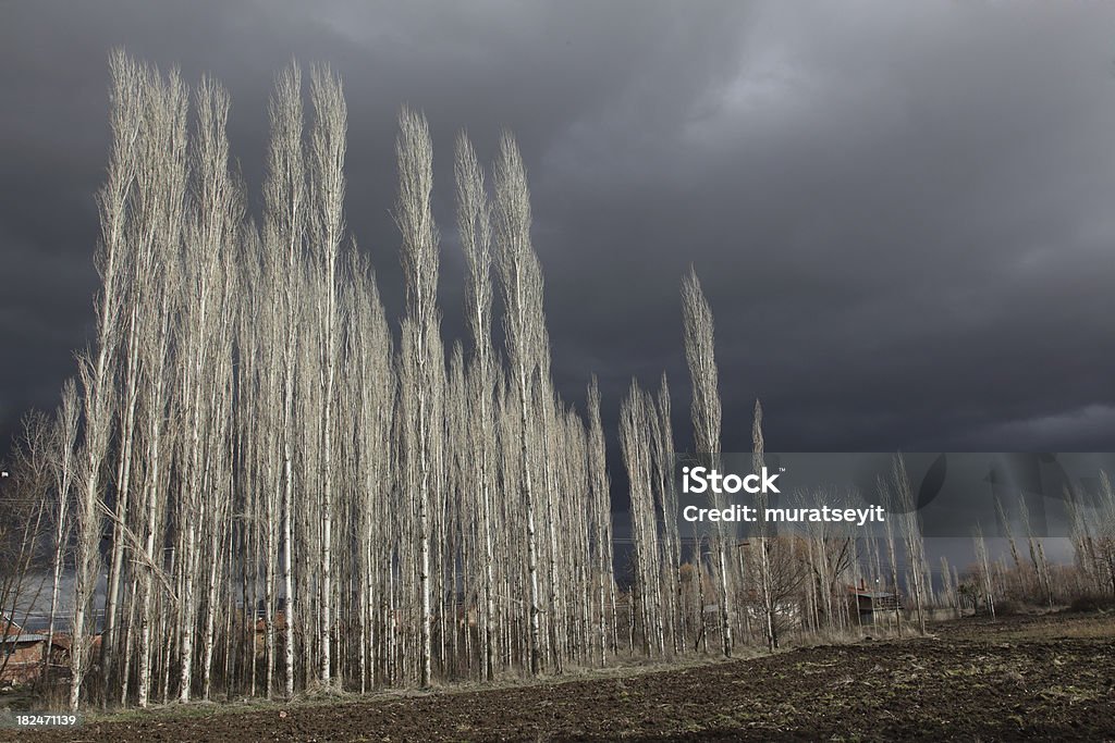 poplars - Foto de stock de Bosque - Floresta royalty-free