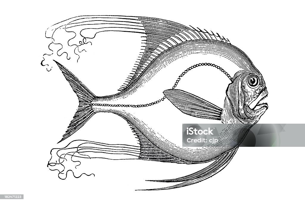 African Pompano (Alectis ciliaris) ou Fanion-Poisson - Illustration de D'autrefois libre de droits