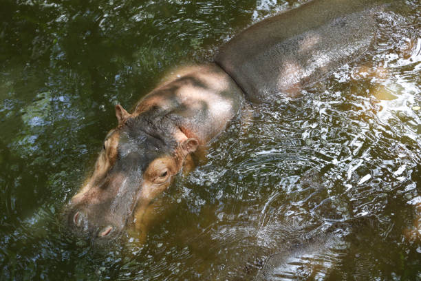 istock The Big hippopotamus is float in river 1824712928