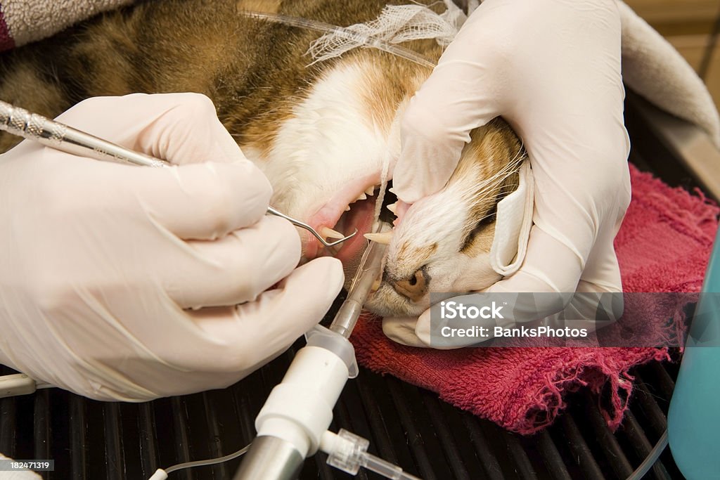 Anesthetized nettoyage des dents d'un chat - Photo de Chat domestique libre de droits