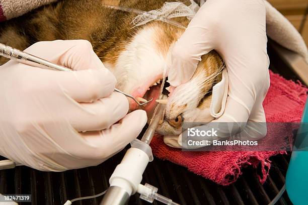 Photo libre de droit de Anesthetized Nettoyage Des Dents Dun Chat banque d'images et plus d'images libres de droit de Chat domestique - Chat domestique, Hygiène dentaire, Équipement dentaire