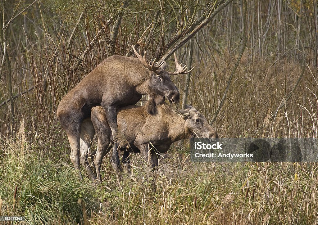 Europäische Elk Copulation (Alces alc. - Lizenzfrei Tierpaarung Stock-Foto