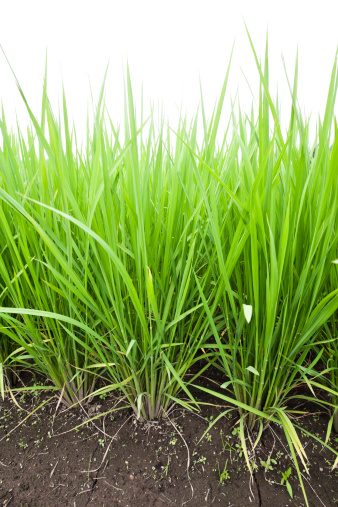 green rice leaves in the field