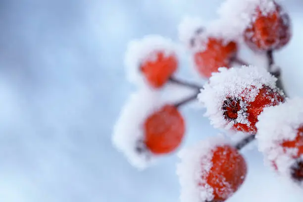 Close up of rose hips covered in snow and ice.
