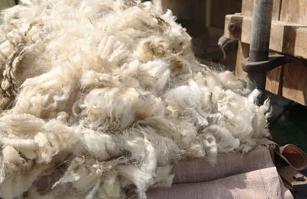 "Sheeps wool or fleece, just sheared, being packed for transport."