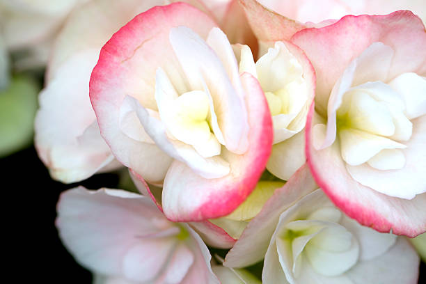 Pink and White Begonia Detail