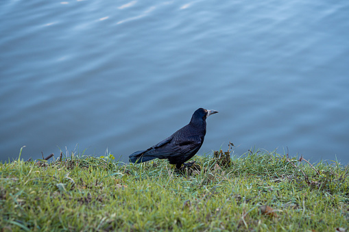 Black raven standing on green grass and looking at the river.