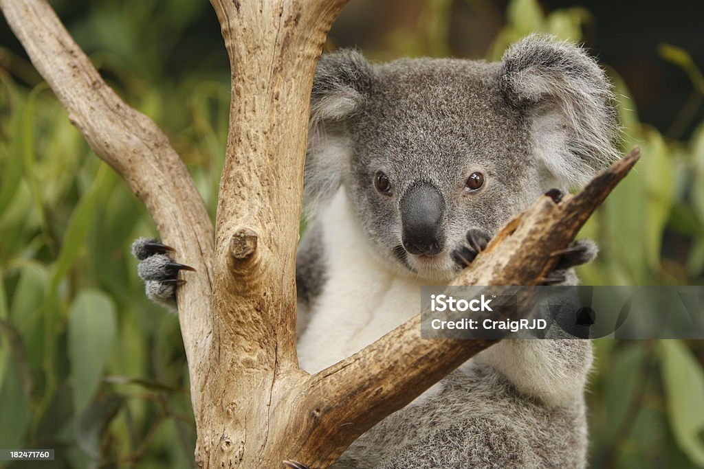 Koala - Lizenzfrei Australien Stock-Foto