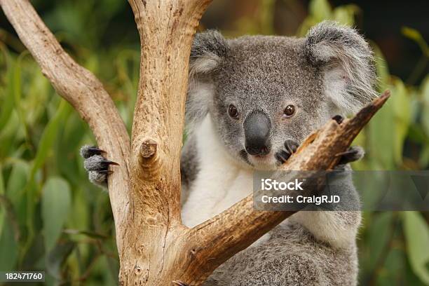 Coala - Fotografias de stock e mais imagens de Animal - Animal, Animal selvagem, Ao Ar Livre