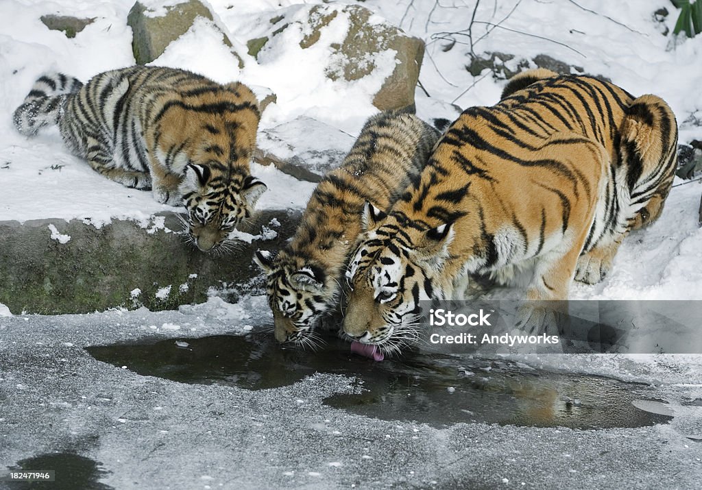 Durst Tiger Familie In Winter - Lizenzfrei Sibirischer Tiger Stock-Foto