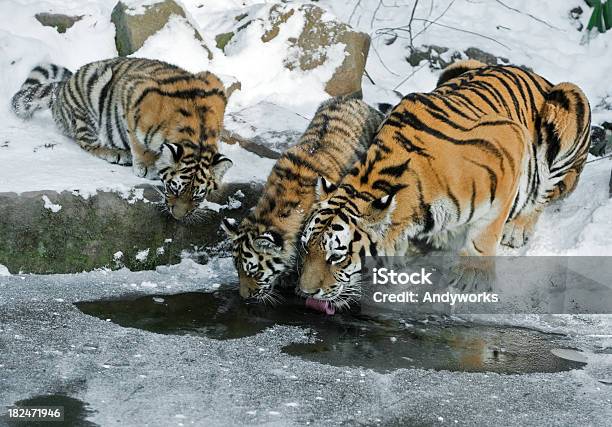 Durst Tiger Familie In Winter Stockfoto und mehr Bilder von Sibirischer Tiger - Sibirischer Tiger, Schnee, Tiger