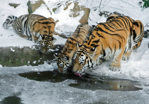 A tigress leads her two cubs to a lake to drink.