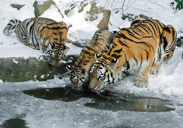 Thirsty Tiger Family In Winter A tigress leads her two cubs to a lake to drink. siberian tiger stock pictures, royalty-free photos & images