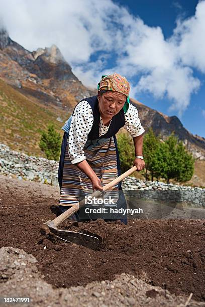 Nepali Женщина Работающие В Полевых Условиях — стоковые фотографии и другие картинки Аборигенная культура - Аборигенная культура, Азиатская культура, Азиатского и индийского происхождения