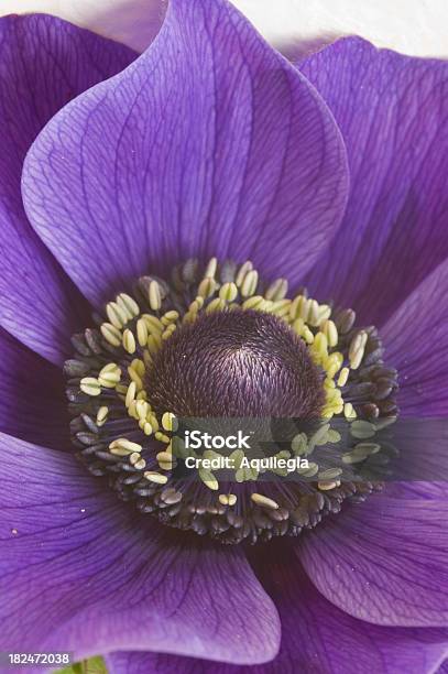 Anemone - Fotografie stock e altre immagini di Anemone - Anemone, Blu, Composizione verticale