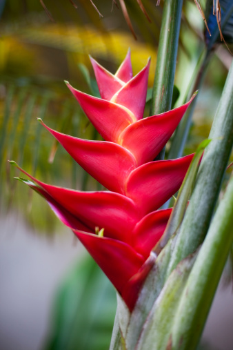 Hawaiian Tropical Red Heliconia FlowerPlease check out my other flowers: