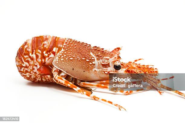 Spiny Lobster Stock Photo - Download Image Now - White Background, Lobster - Seafood, Seafood