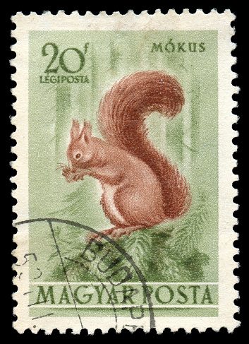vintage Hungarian postage stamp of red Squirrel